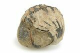 Bargain Phacopid Trilobite Fossils - Photo 4